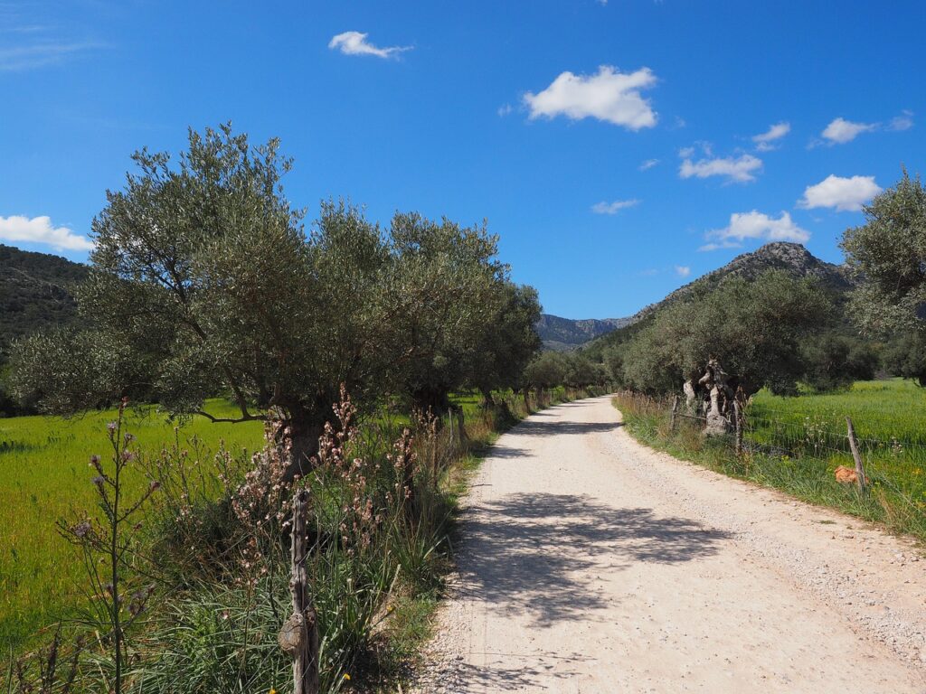 dirt road, fields, mallorca-1117675.jpg