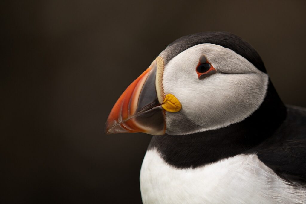 bird, puffin, ornithology-5404164.jpg